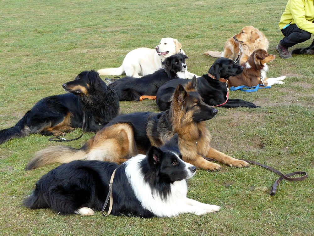 Hundeschule Andrea