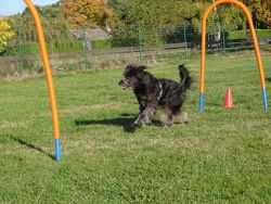Hoopers Agility